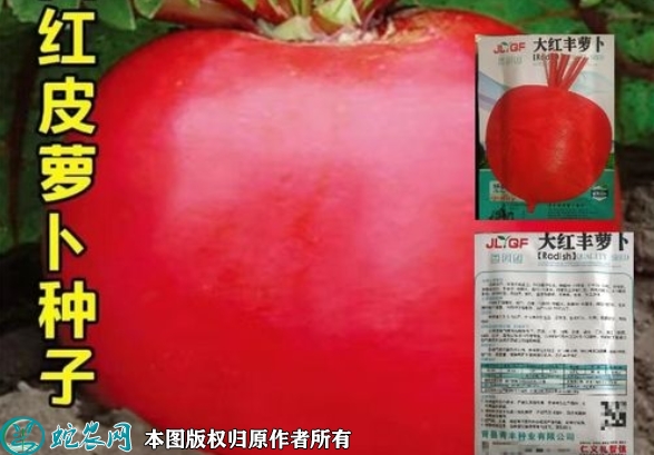 2022年6月8日红萝卜种子价格多少...