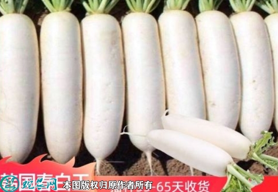 2022年6月8日春白玉萝卜种子价格...