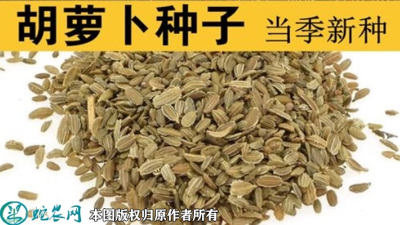 2022年6月8日胡萝卜种子价格多少...