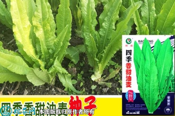2022年6月8日油麦菜种子价格多少...