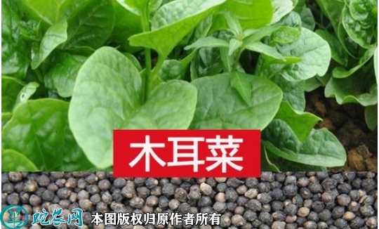 2022年6月9日木耳菜种子价格多少...