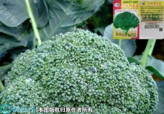 2022年6月9日西兰花种子价格多少...