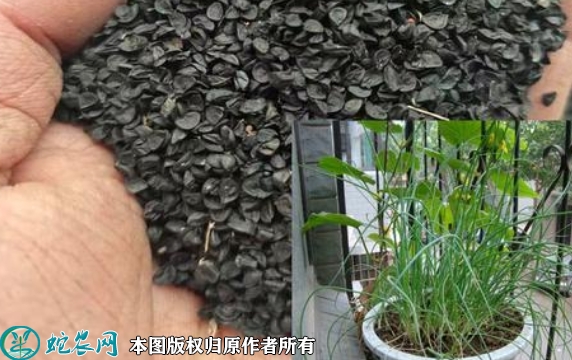 2022年6月9日小葱种子价格多少钱...