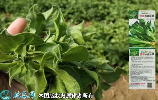 2022年6月9日冰菜种子价格多少钱...