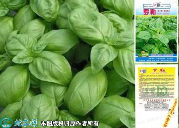 2022年6月9日罗勒种子价格多少钱...