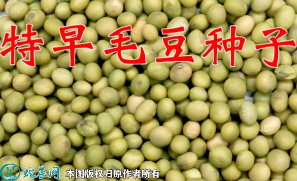 2022年6月9日毛豆种子价格多少钱...
