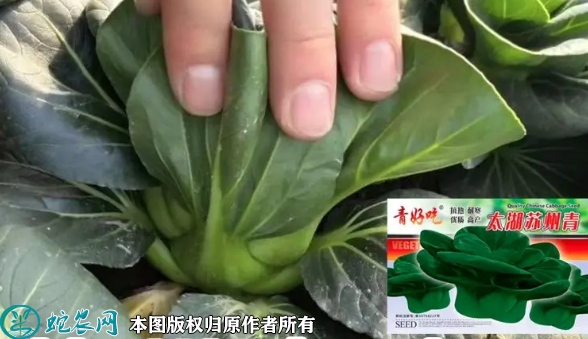 2022年6月9日苏州青种子价格多少...