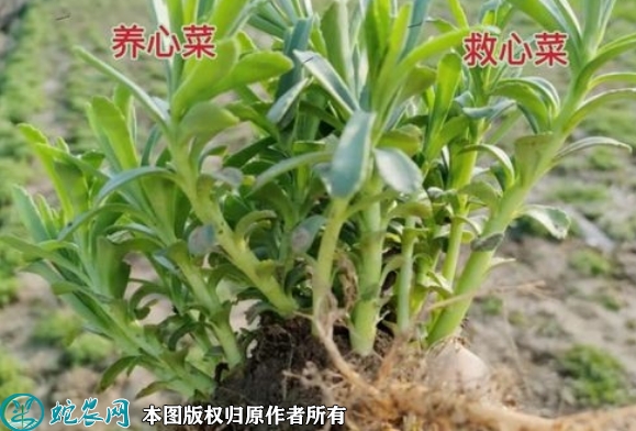 2022年6月9日救心菜苗价格多少钱...
