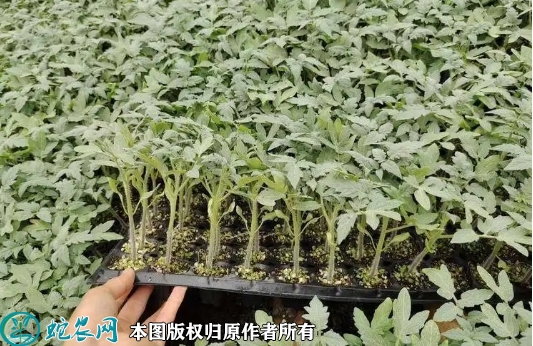 2022年6月10日硬粉番茄苗价格多...