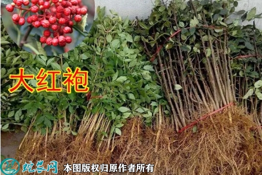 2022年6月12日大红袍花椒苗价格...