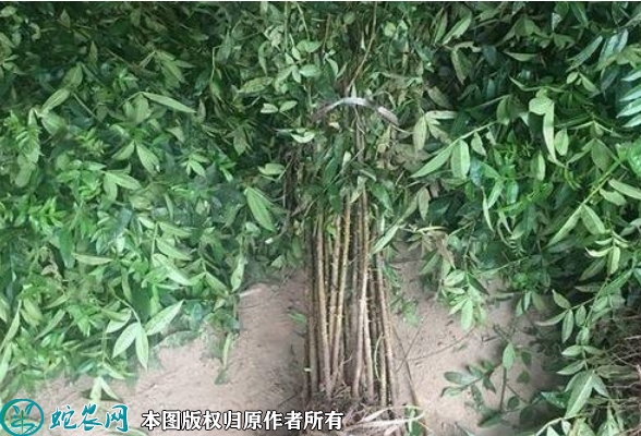 2022年6月12日九叶青花椒苗价格...