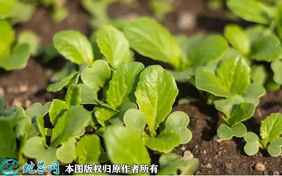 2022年6月12日白菜苗价格多少钱...