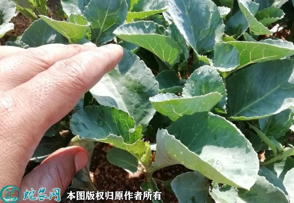 2022年6月12日青梗松花菜苗价格...