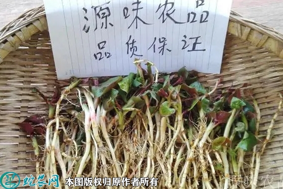2022年6月12日鱼腥草苗价格多少...