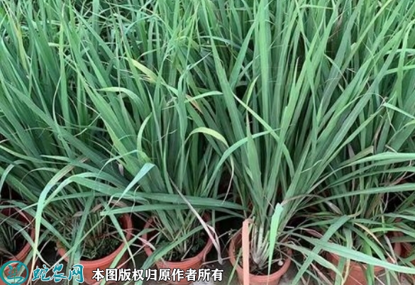 2022年6月12日香茅草苗价格多少...