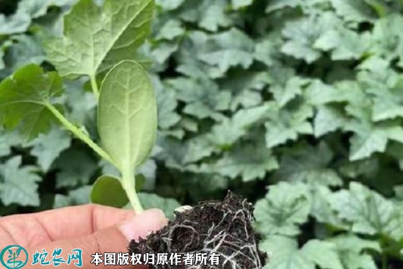 2022年6月12日丝瓜苗价格多少钱...
