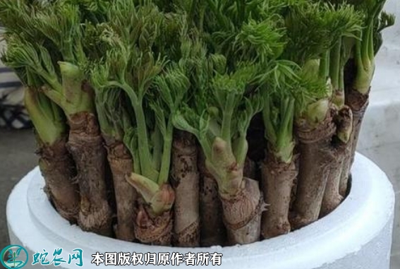 2022年6月12日刺嫩芽苗价格多少...