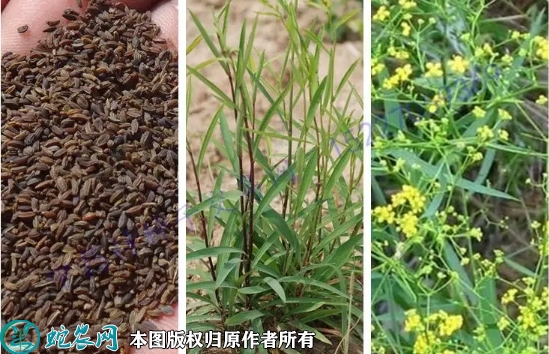 2022年6月13日柴胡种子价格多少...