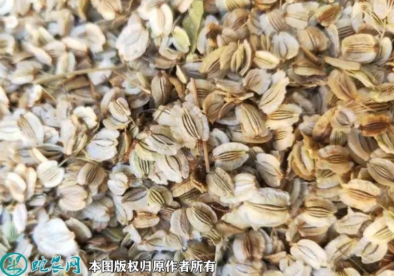 2022年6月13日白芷种子价格多少...