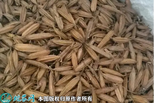 2022年6月13日白芨种子价格多少...