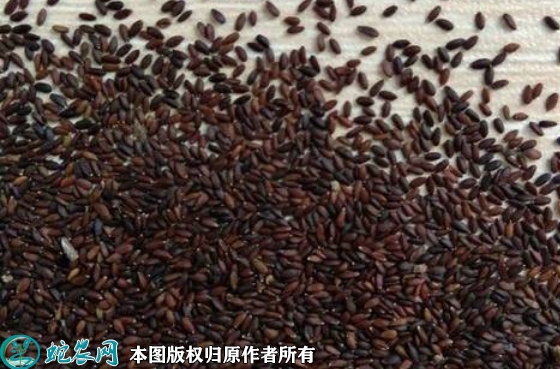 2022年6月13日荆芥种子价格多少...
