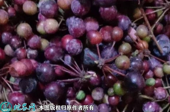 2022年6月14日土茯苓种子价格多...