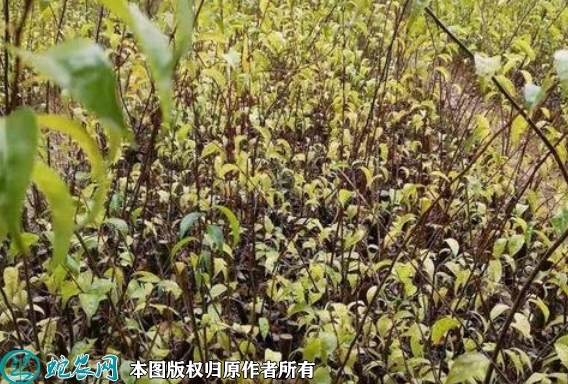 2022年6月14日岗梅根苗价格多少...
