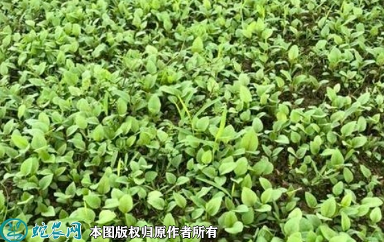 2022年6月14日虎杖苗价格多少钱...