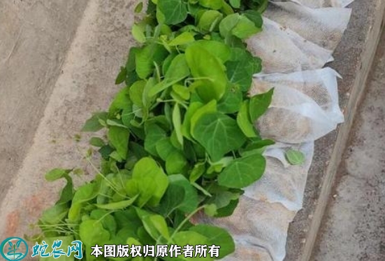 2022年6月14日粉防己苗价格多少...