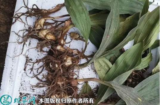 2022年6月14日山慈菇苗价格多少...