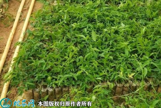2022年6月14日牛大力苗价格多少...