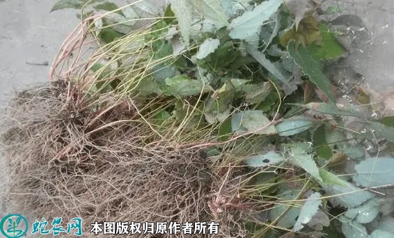 2022年6月14日淫羊藿苗价格多少...