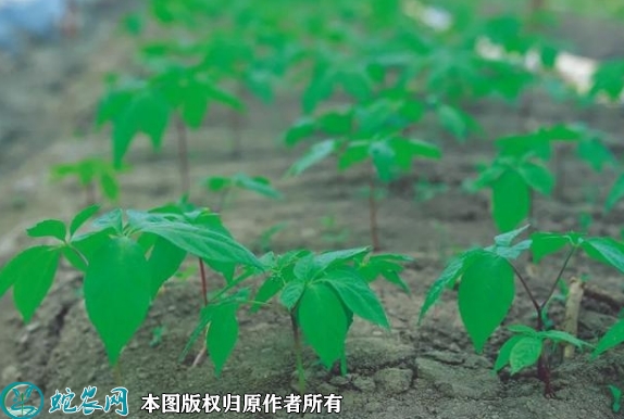 2022年6月14日人参苗价格多少钱...