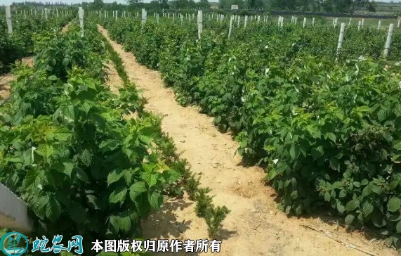 2022年6月14日覆盆子苗价格多少...