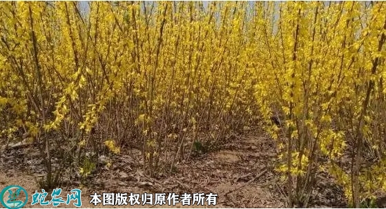 2022年6月14日东北连翘苗价格多...