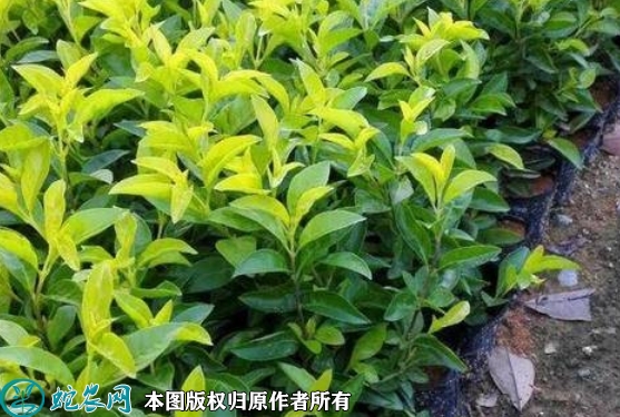 2022年6月14日金叶连翘苗价格多...