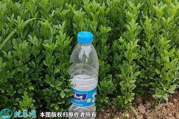 2022年6月14日枳壳苗价格多少钱...