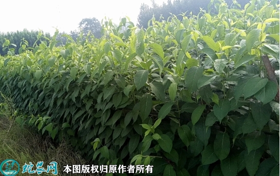 2022年6月14日杜仲苗价格多少钱...