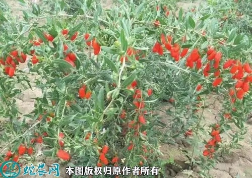 2022年6月14日红枸杞苗价格多少...