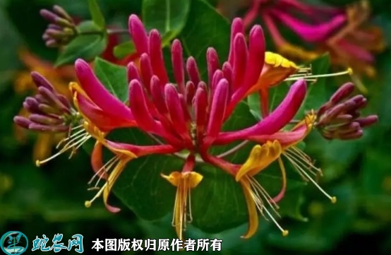 2022年6月14日红色五彩金银花苗...