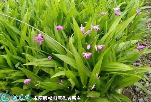 2022年6月15日紫花白芨苗价格多...