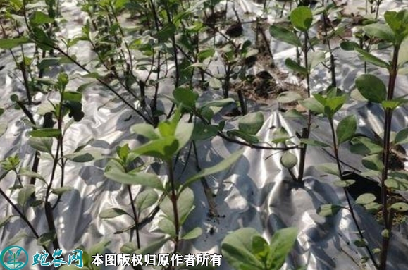2022年6月15日蔓荆子苗价格多少...