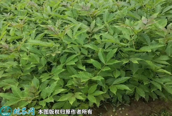 2022年6月15日吴茱萸苗价格多少...