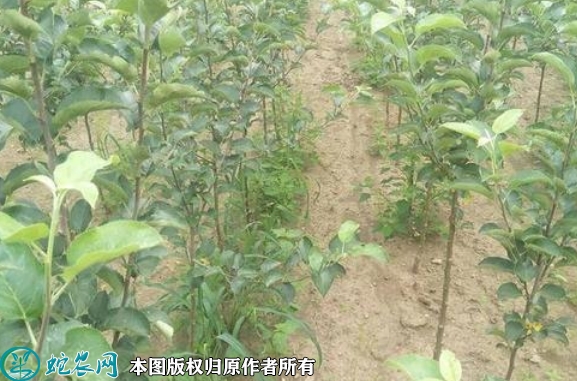 2022年6月16日苹果树苗价格多少...
