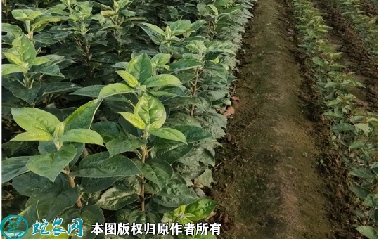 2022年6月16日鲁丽苹果苗价格多...