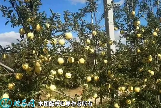 2022年6月16日维纳斯黄金苹果苗...