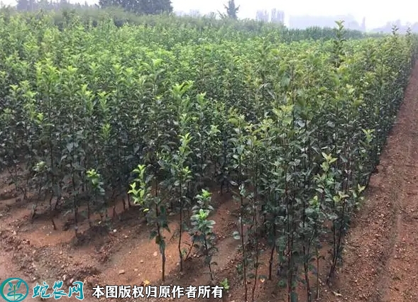 2022年6月16日瑞阳苹果苗价格多...