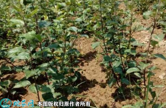 2022年6月16日嘎啦苹果苗价格多...