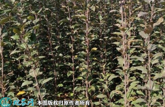 2022年6月16日冰糖心苹果苗价格...