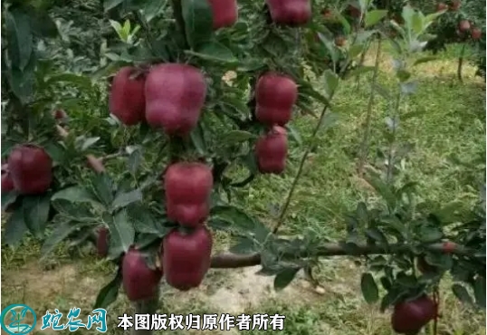 2022年6月16日花牛苹果苗价格多...